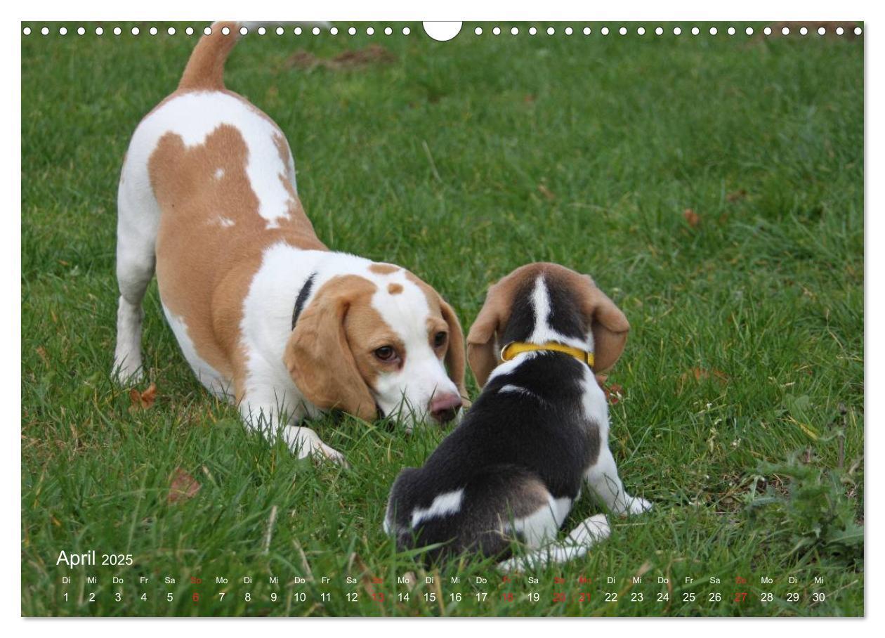 Bild: 9783435746569 | Beagle (Wandkalender 2025 DIN A3 quer), CALVENDO Monatskalender | Berg