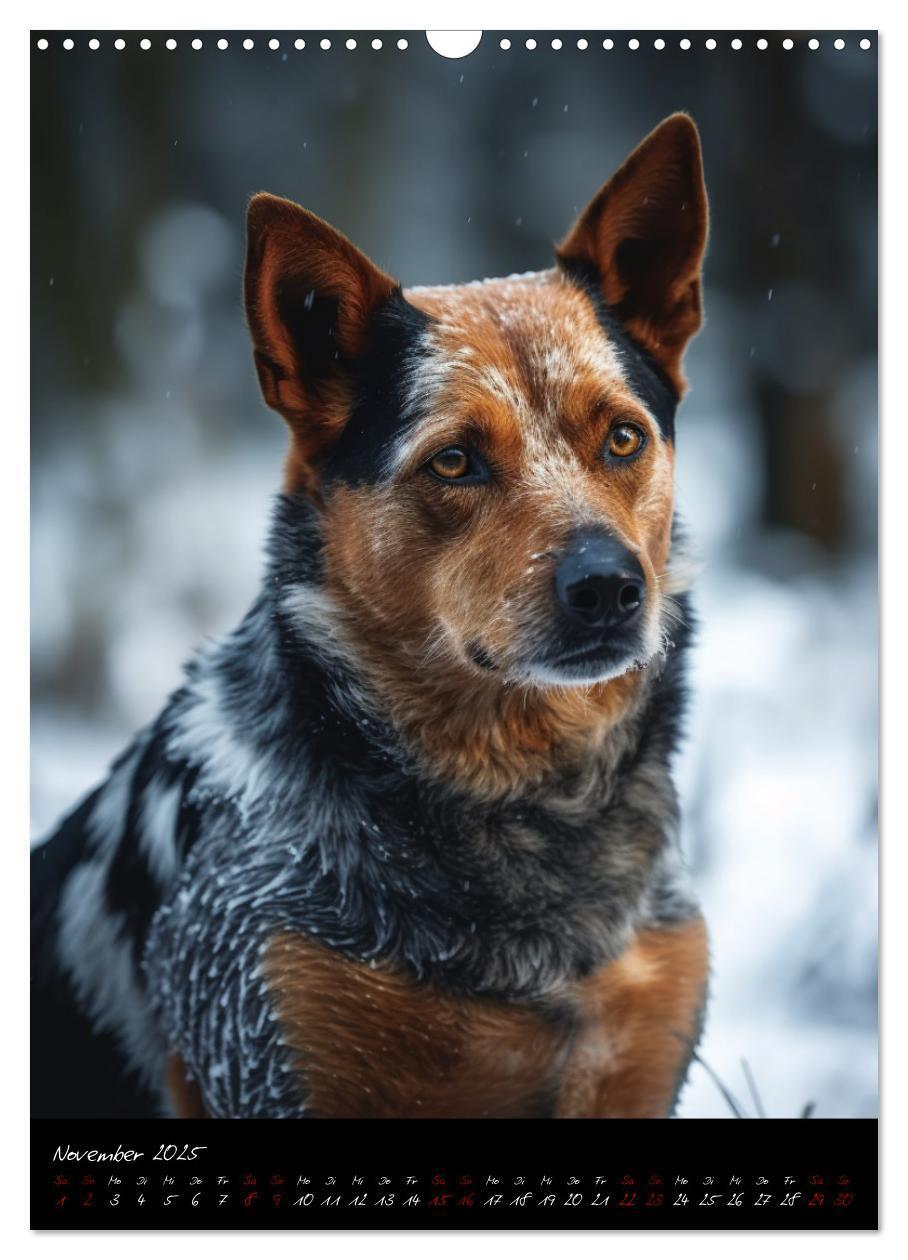 Bild: 9783435877072 | Australian Cattle Dogs (Wandkalender 2025 DIN A3 hoch), CALVENDO...