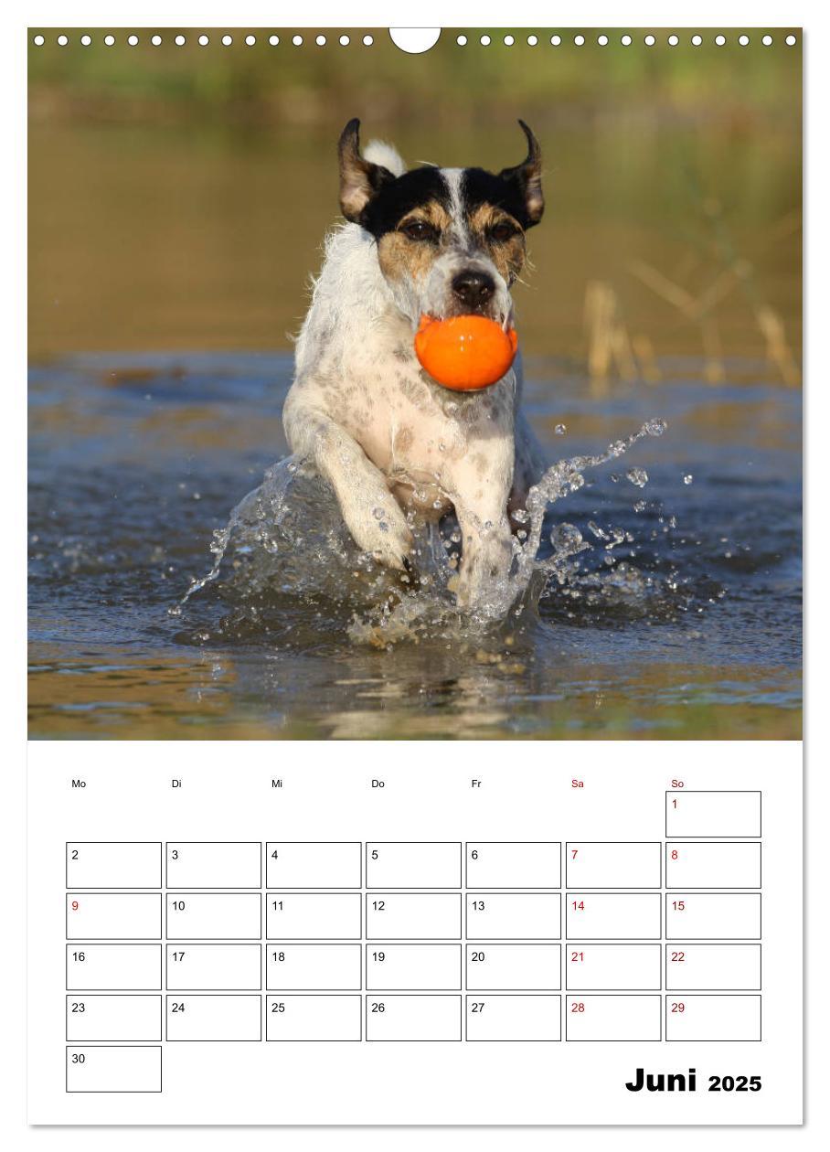 Bild: 9783435995592 | Tender Fellows - Parson Russell Terrier (Wandkalender 2025 DIN A3...