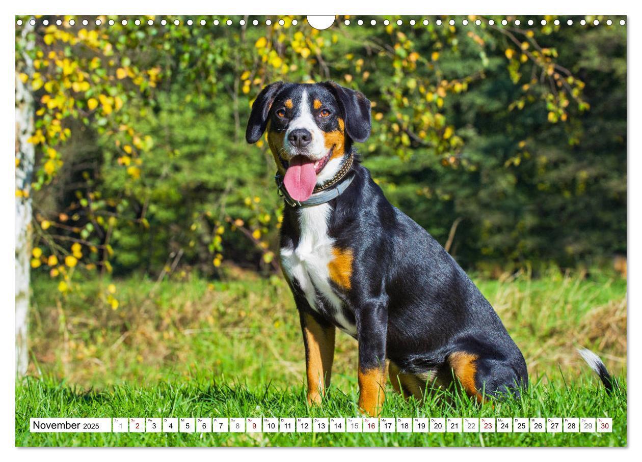 Bild: 9783435313051 | Mein bester Freund - Entlebucher Sennenhund (Wandkalender 2025 DIN...