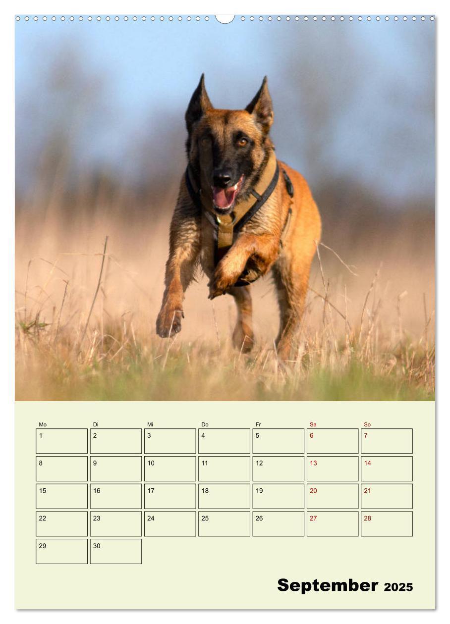 Bild: 9783435946624 | Malinois verlässliche Begleiter (Wandkalender 2025 DIN A2 hoch),...