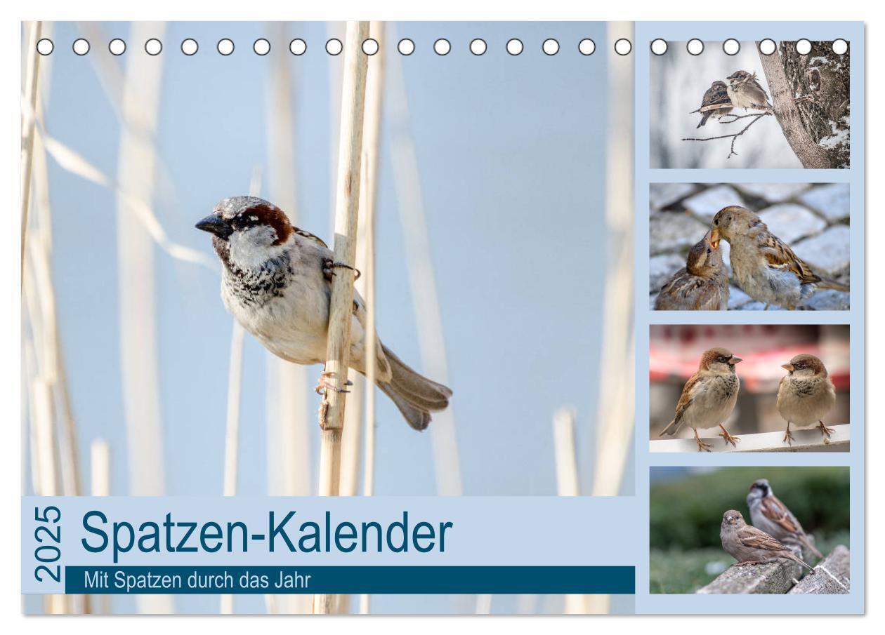 Cover: 9783435788194 | Spatzen-Kalender (Tischkalender 2025 DIN A5 quer), CALVENDO...