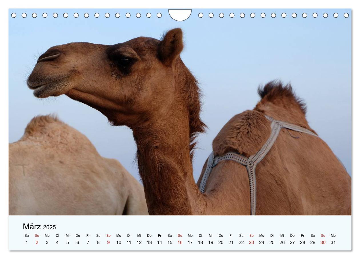 Bild: 9783435483846 | Die Kameliden. Hübsche Kamele, Lamas und Alpakas (Wandkalender 2025...