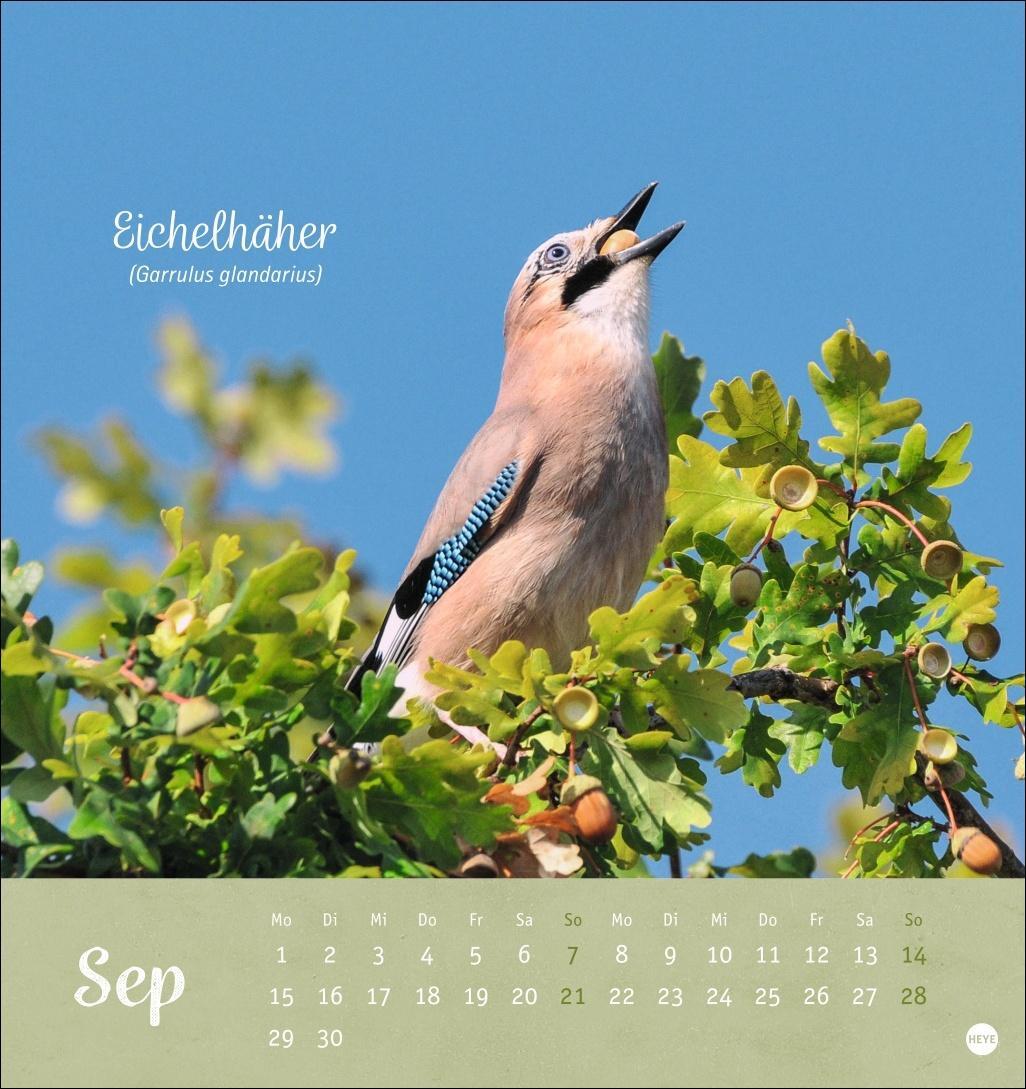 Bild: 9783756407125 | Vögel in unseren Gärten Postkartenkalender 2025 | Heye | Kalender