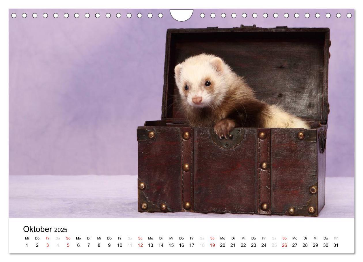 Bild: 9783435840083 | Frettchen - Ferrets (Wandkalender 2025 DIN A4 quer), CALVENDO...