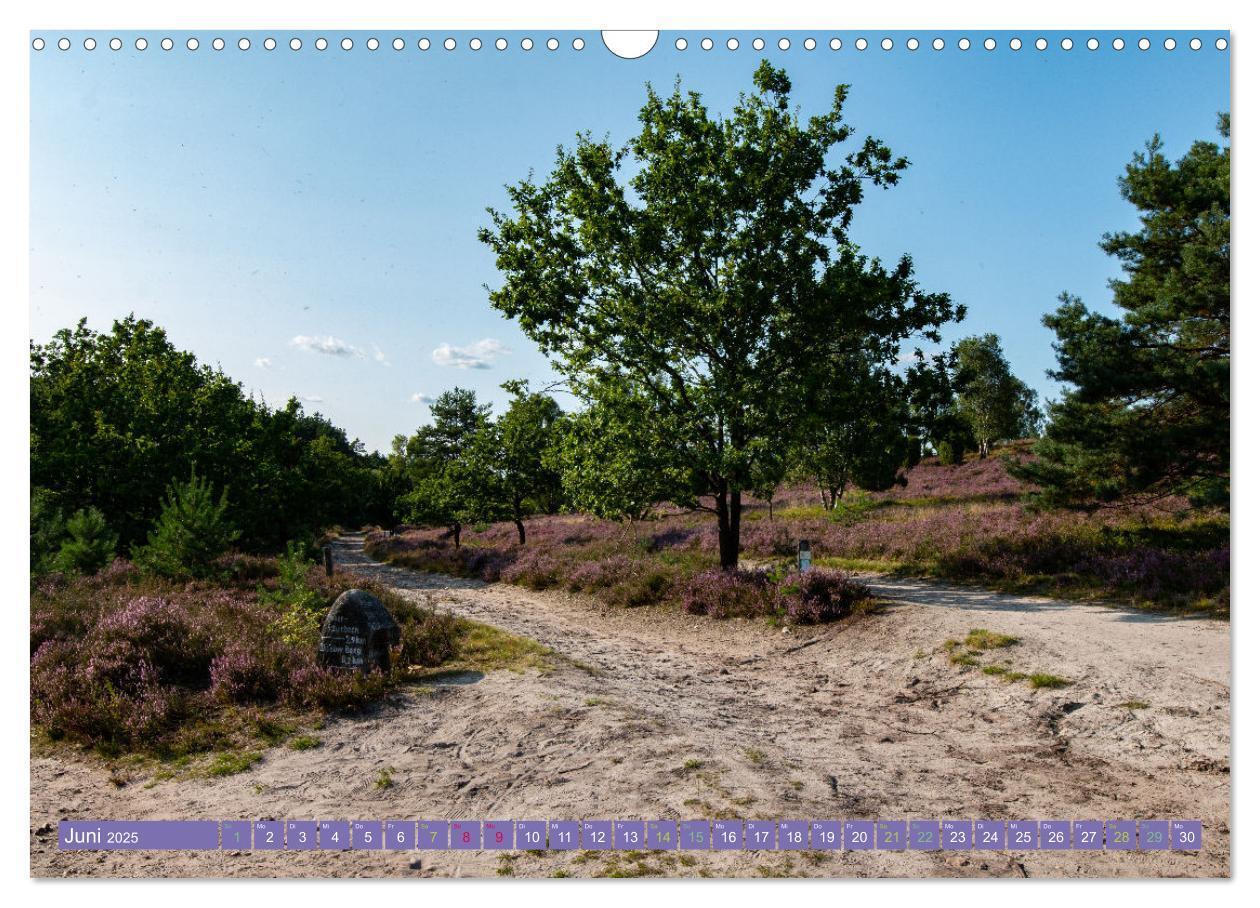 Bild: 9783383984143 | Die Farbenpracht der Lüneburger Heide (Wandkalender 2025 DIN A3...