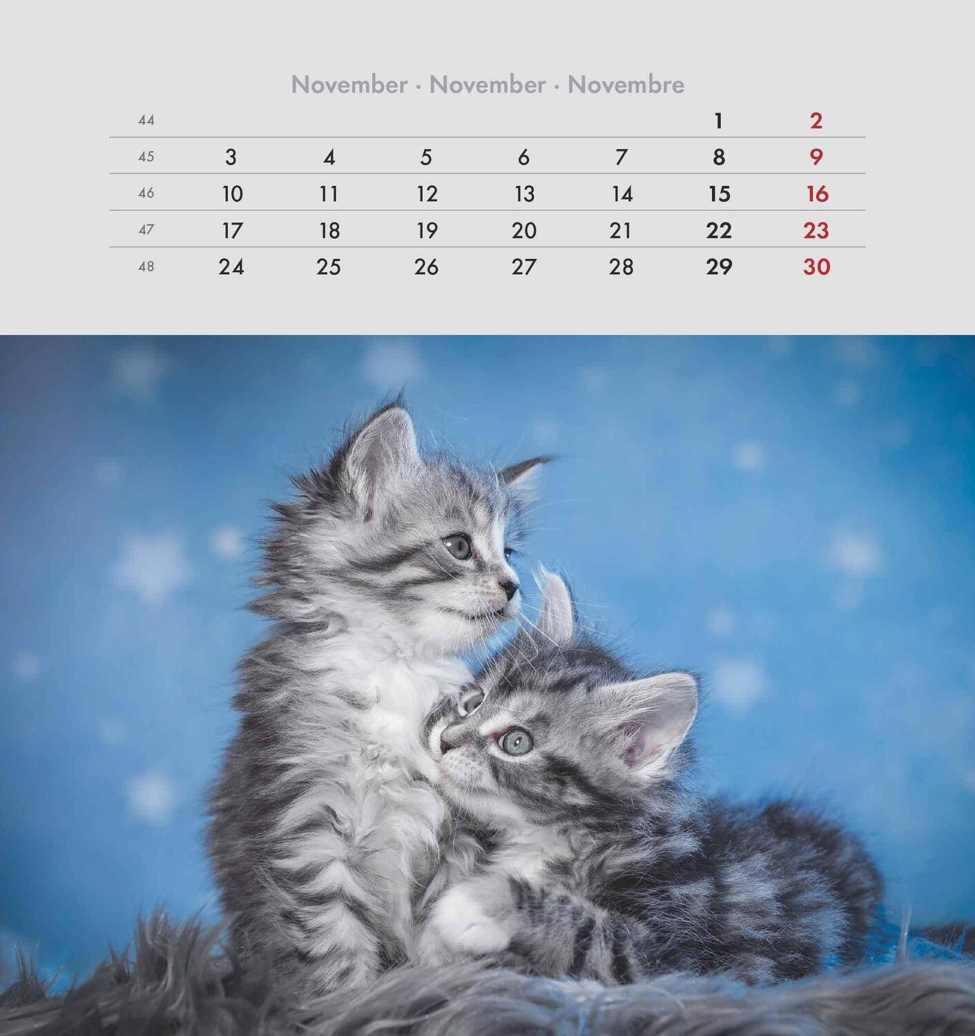 Bild: 4251732342296 | Schmusekatzen 2025 - Postkartenkalender 16x17 cm - Katzen - zum...