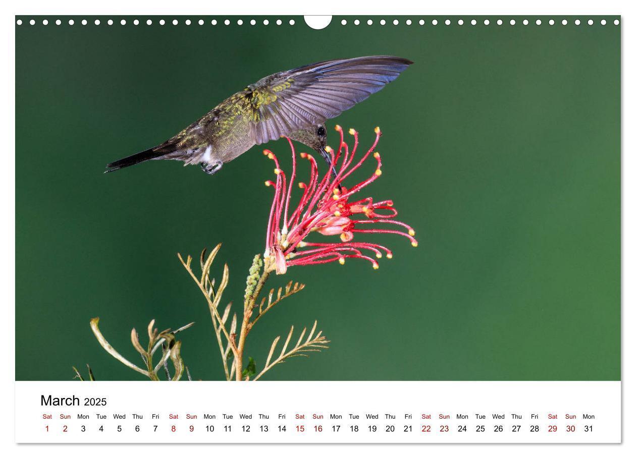 Bild: 9781325938438 | Hummingbirds - Flight artists in the rainforest (Wall Calendar 2025...