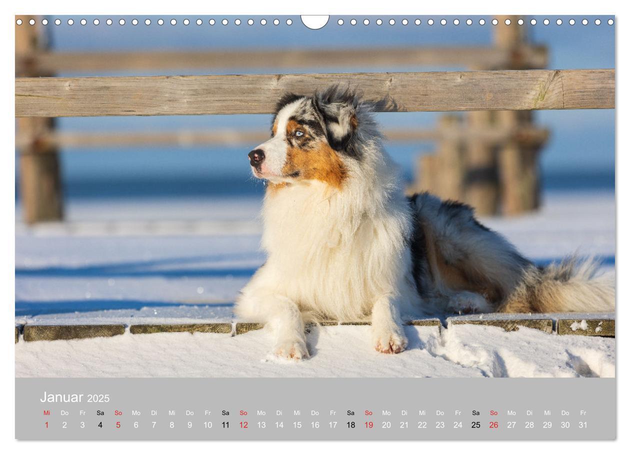 Bild: 9783435672875 | Australian Shepherd 2025 (Wandkalender 2025 DIN A3 quer), CALVENDO...