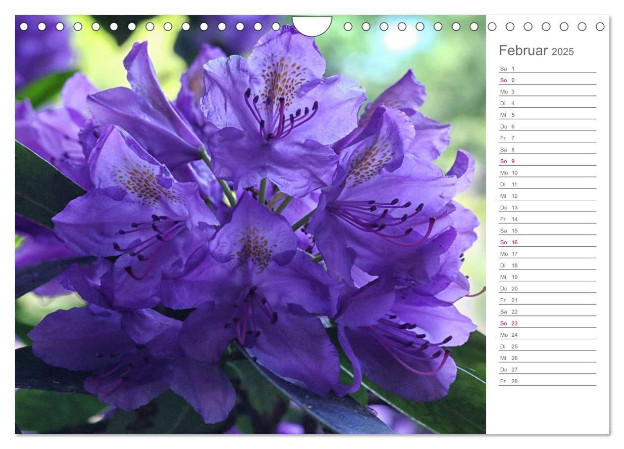 Bild: 9783435492091 | Rhododendron Schönheiten im Garten (Wandkalender 2025 DIN A4 quer),...