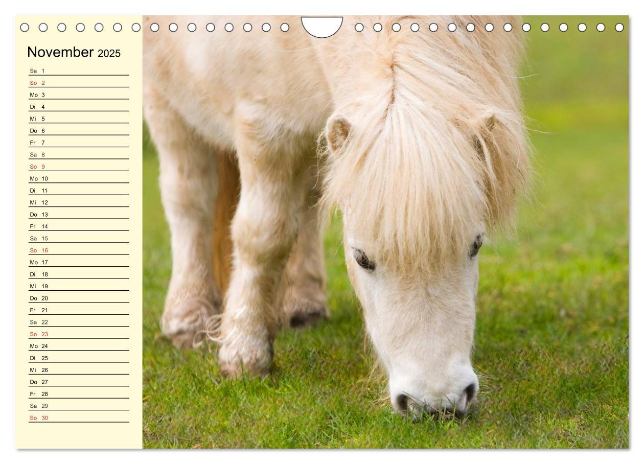 Bild: 9783435652198 | Ponys. Herzensbrecher mit Grips (Wandkalender 2025 DIN A4 quer),...