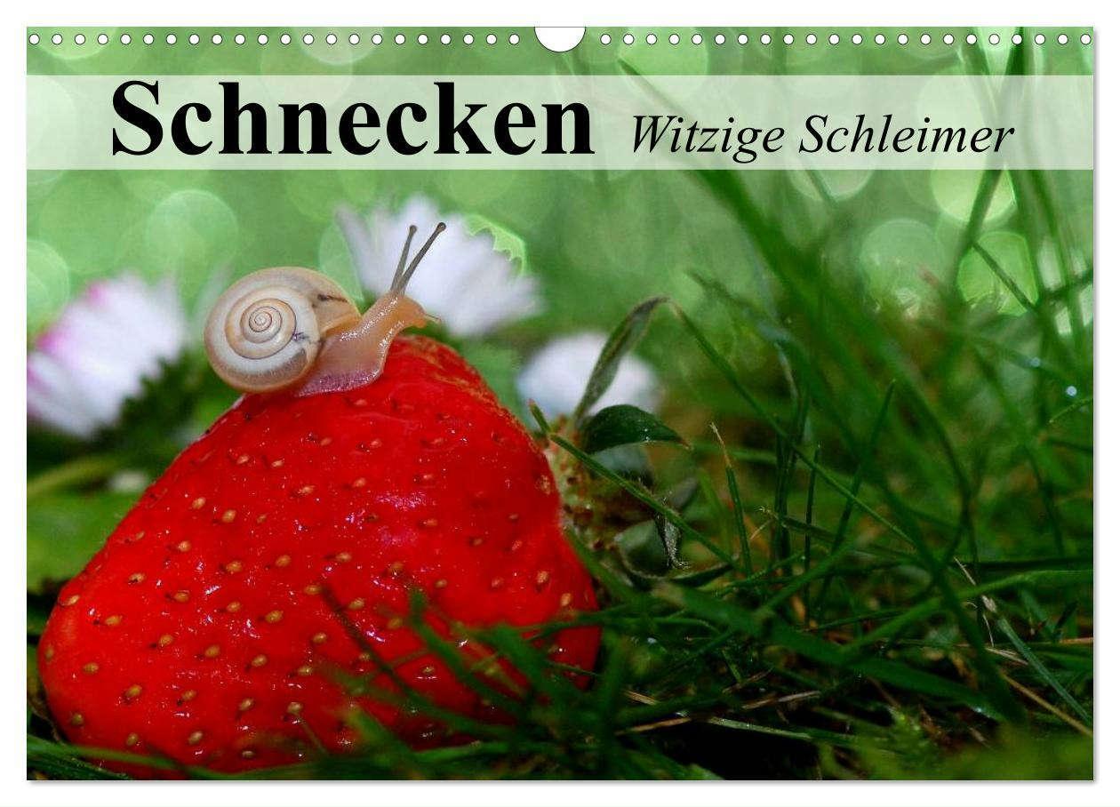 Cover: 9783435605910 | Schnecken. Witzige Schleimer (Wandkalender 2025 DIN A3 quer),...