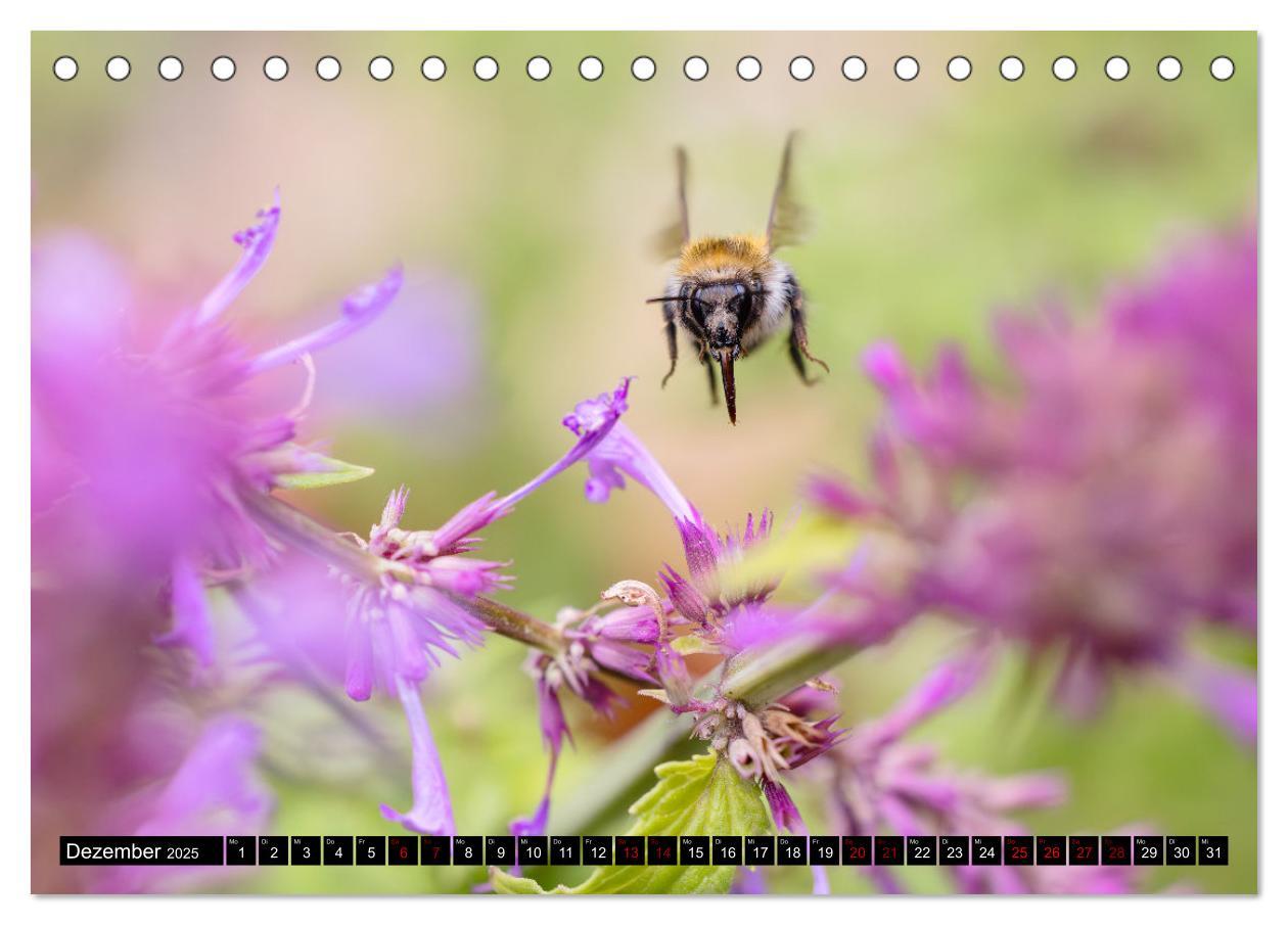 Bild: 9783383847516 | Hummeln - Flugaufnahmen eines faszinierenden Insekts (Tischkalender...