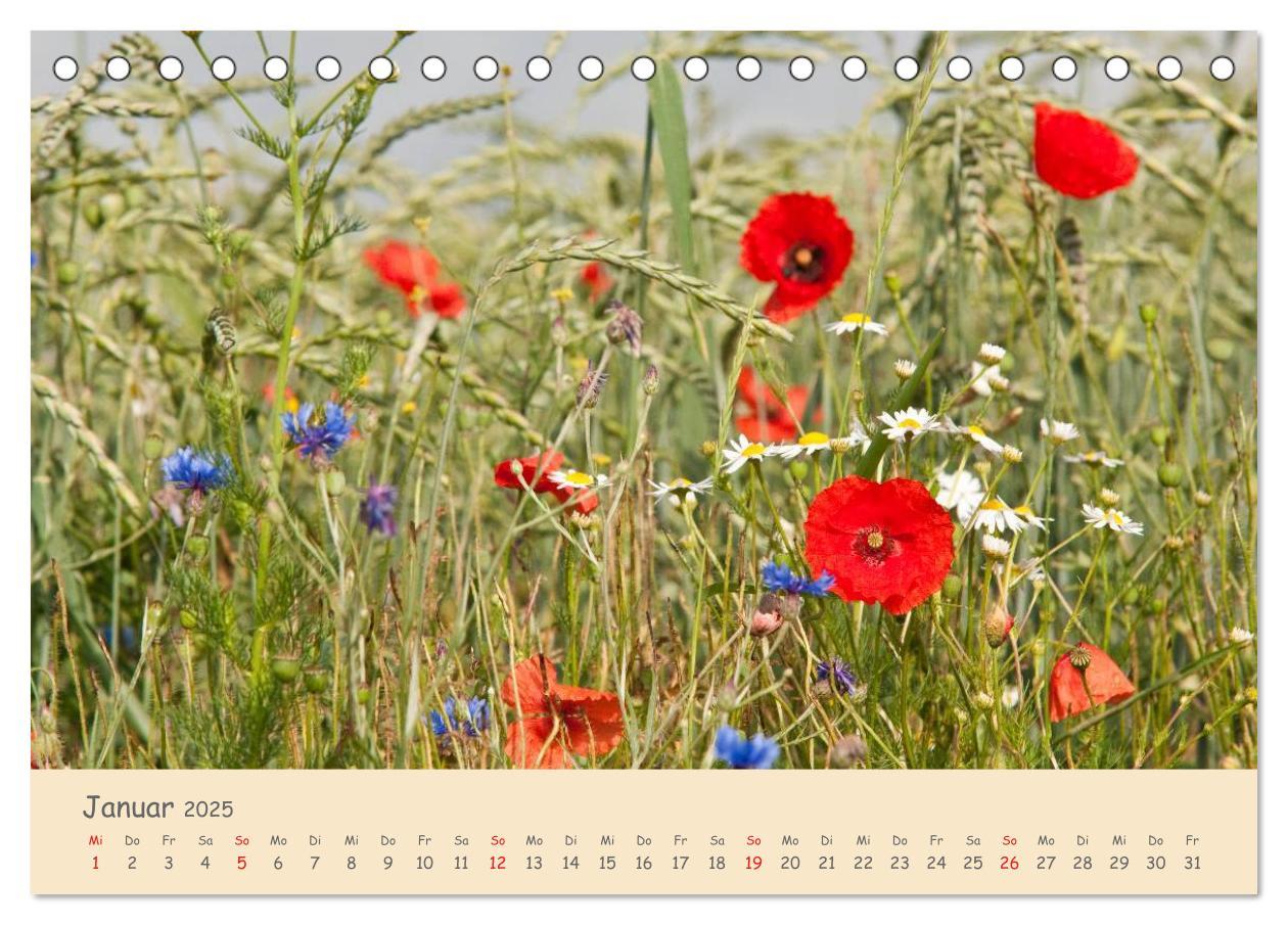 Bild: 9783435493500 | Mohnblumen - rote Schönheiten (Tischkalender 2025 DIN A5 quer),...