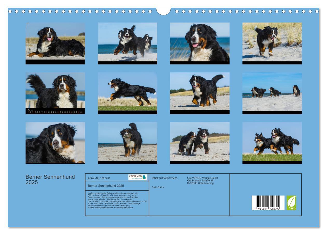 Bild: 9783435770465 | Berner Sennenhund 2025 (Wandkalender 2025 DIN A3 quer), CALVENDO...