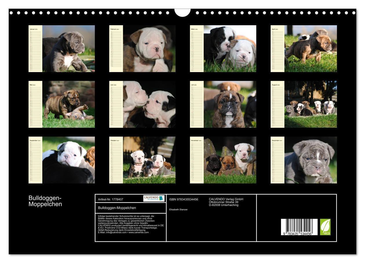 Bild: 9783435534456 | Bulldoggen-Moppelchen (Wandkalender 2025 DIN A3 quer), CALVENDO...