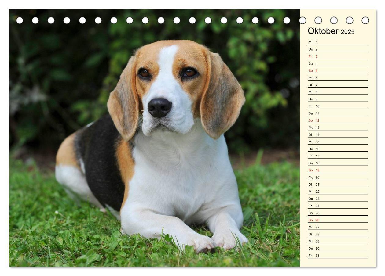 Bild: 9783435540396 | Beagle - Herz auf 4 Pfoten (Tischkalender 2025 DIN A5 quer),...