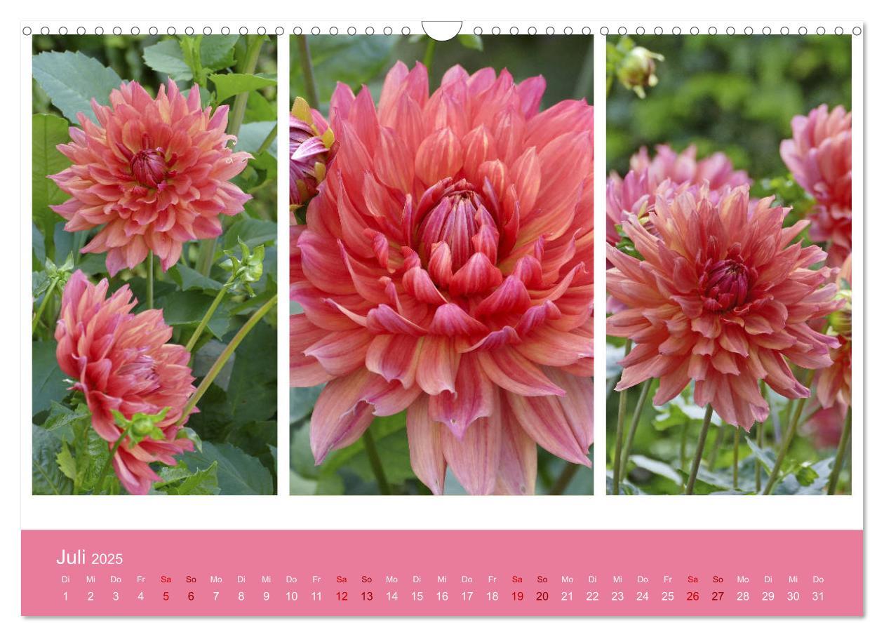 Bild: 9783435376247 | Dahlien-Triplets (Wandkalender 2025 DIN A3 quer), CALVENDO...