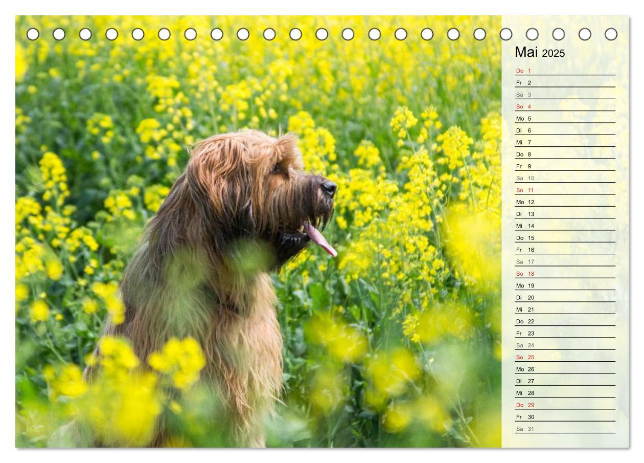 Bild: 9783435468775 | Der Briard 2025 - Ein echter Charmeur (Tischkalender 2025 DIN A5...