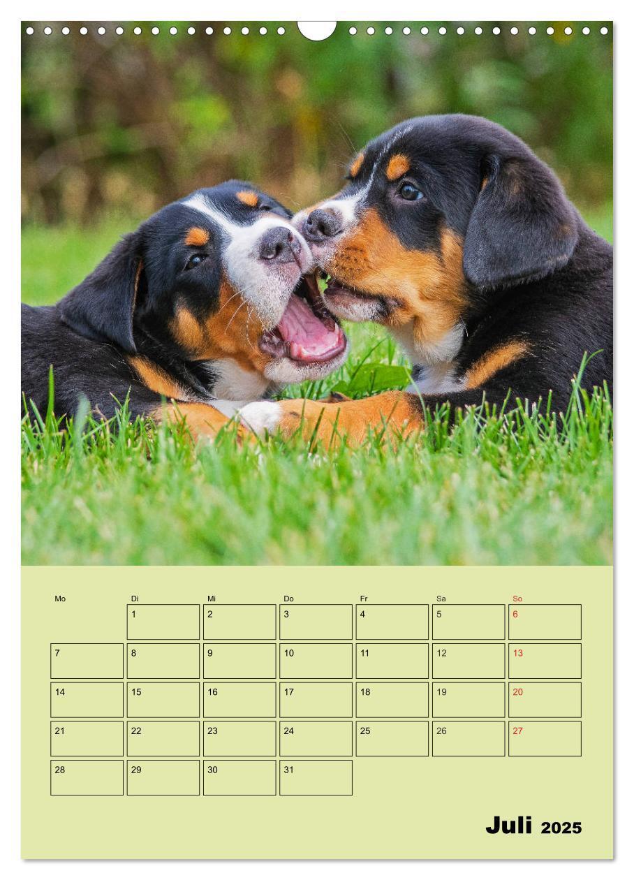 Bild: 9783435960057 | Familienplaner Großer Schweizer Sennenhund (Wandkalender 2025 DIN...