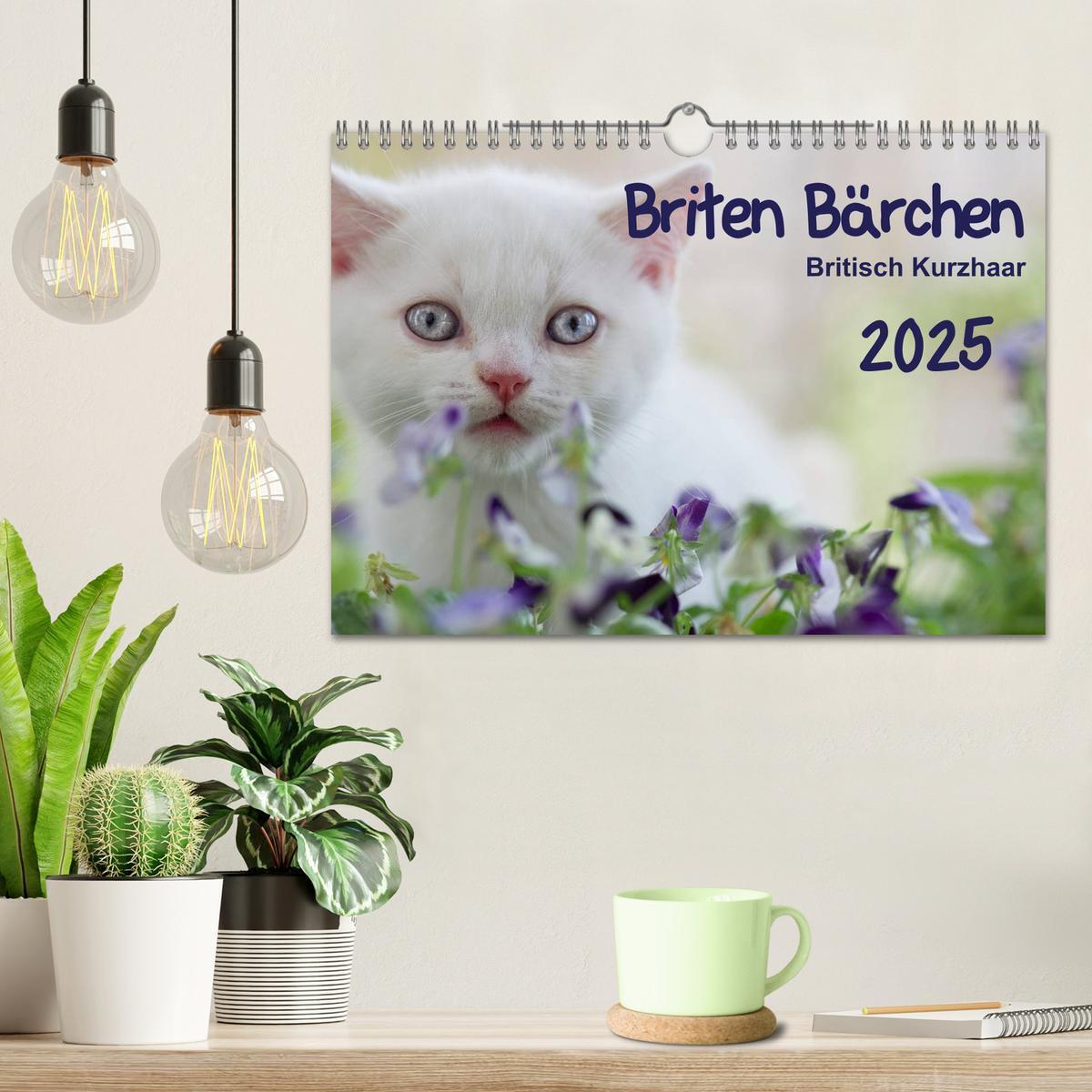 Bild: 9783435730261 | Briten Bärchen ¿ Britsch Kurzhaar 2025 (Wandkalender 2025 DIN A4...