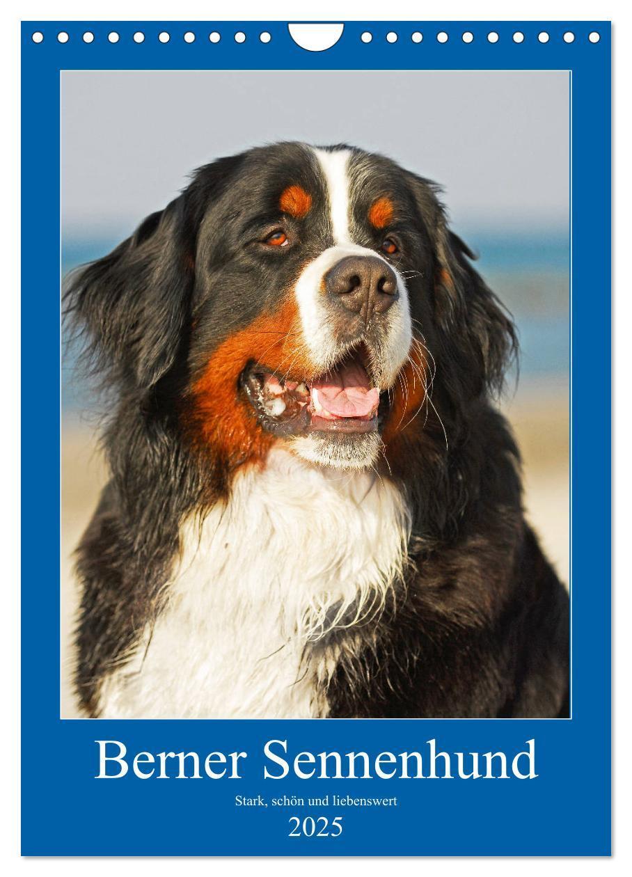 Cover: 9783435961054 | Berner Sennenhund - stark , schön und liebenswert (Wandkalender...