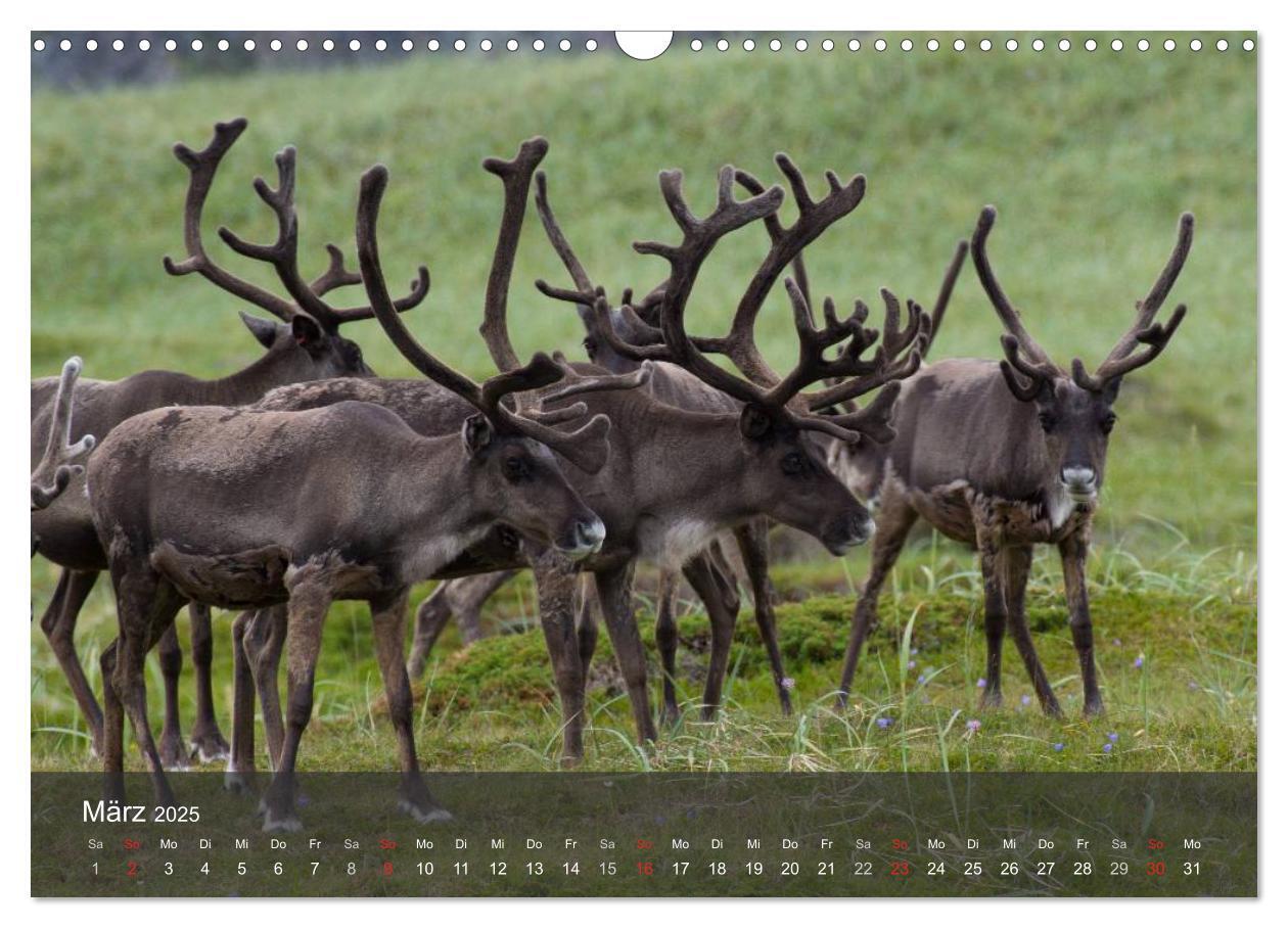 Bild: 9783435777266 | Lappland 2025 (Wandkalender 2025 DIN A3 quer), CALVENDO Monatskalender