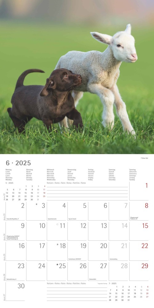 Bild: 4251732340780 | Alpha Edition - Tierfreundschaften 2025 Broschürenkalender,...