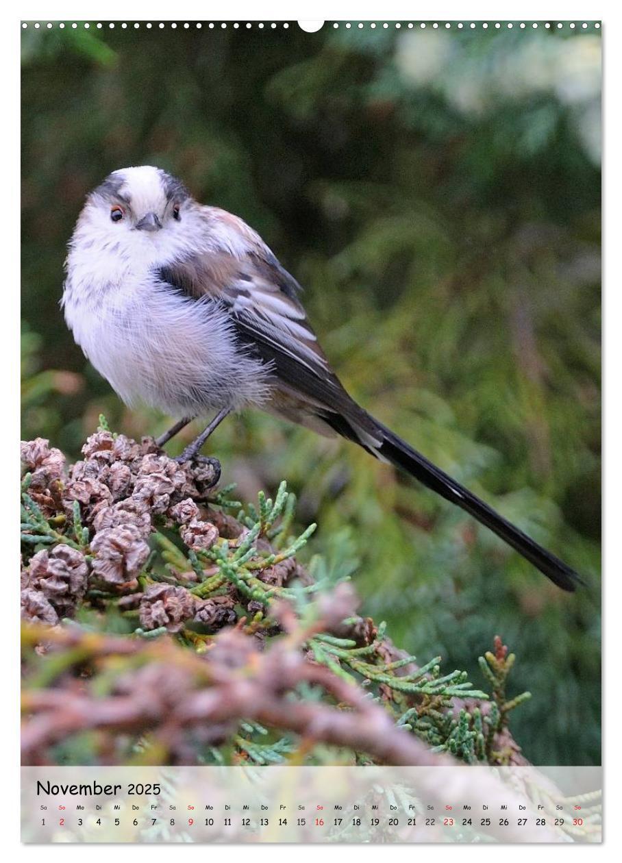 Bild: 9783457019573 | Vögel im heimischen Garten (hochwertiger Premium Wandkalender 2025...