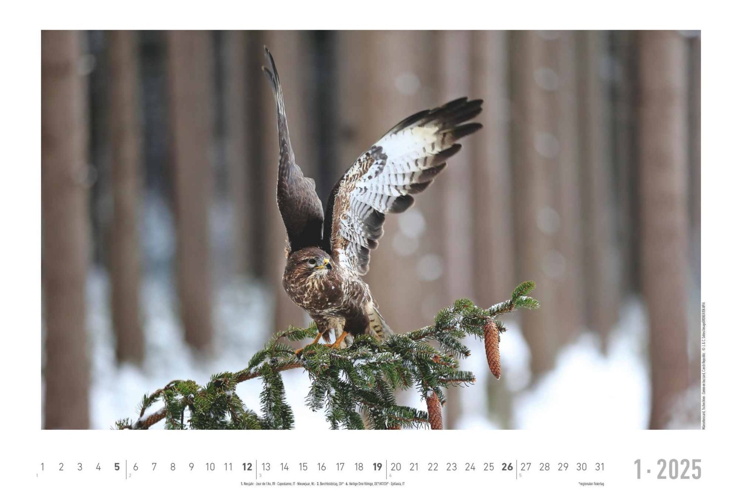 Bild: 4251732342197 | Alpha Edition - Lebensraum Wald 2025 Wandkalender, 49,5x33cm,...