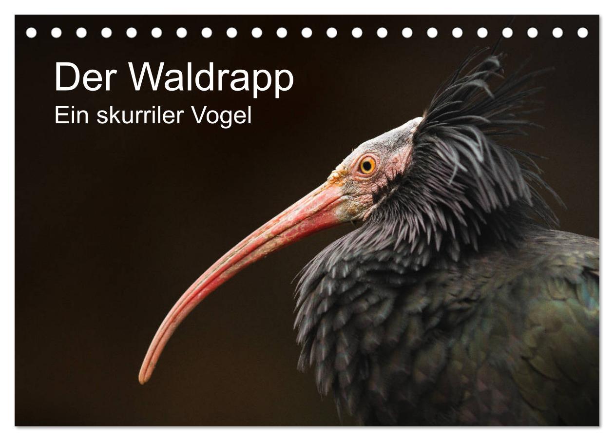 Cover: 9783435135714 | Der Waldrapp - Ein skurriler Vogel (Tischkalender 2025 DIN A5...