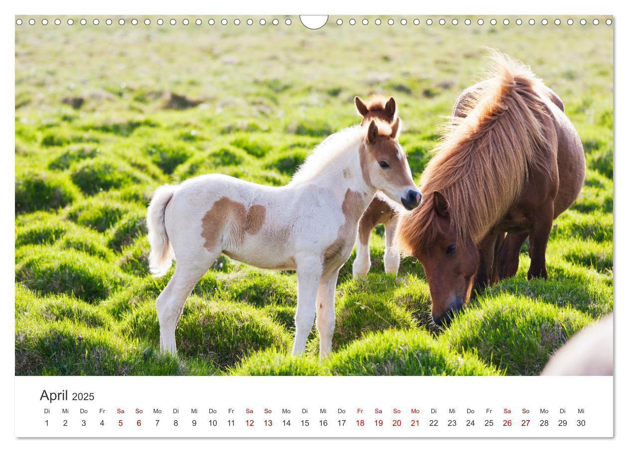 Bild: 9783457181584 | Islandpferde - Die süßen Pferde im Norden. (Wandkalender 2025 DIN...