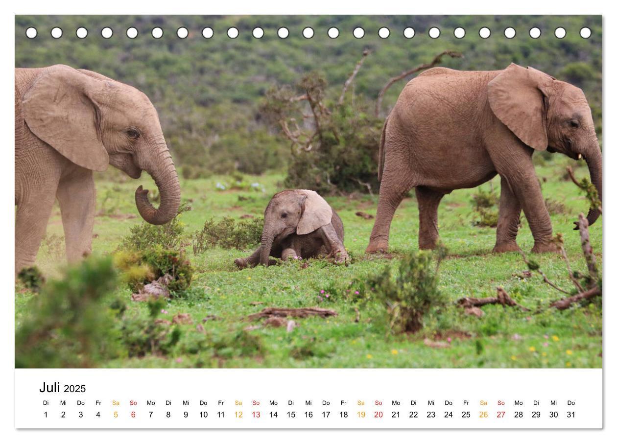 Bild: 9783435227921 | ADDO ELEPHANT NATIONAL PARK Elefanten Babies (Tischkalender 2025...