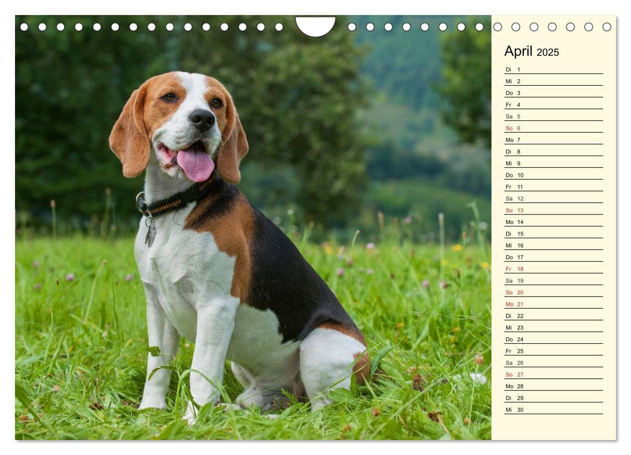 Bild: 9783435541683 | Beagle - Herz auf 4 Pfoten (Wandkalender 2025 DIN A4 quer),...