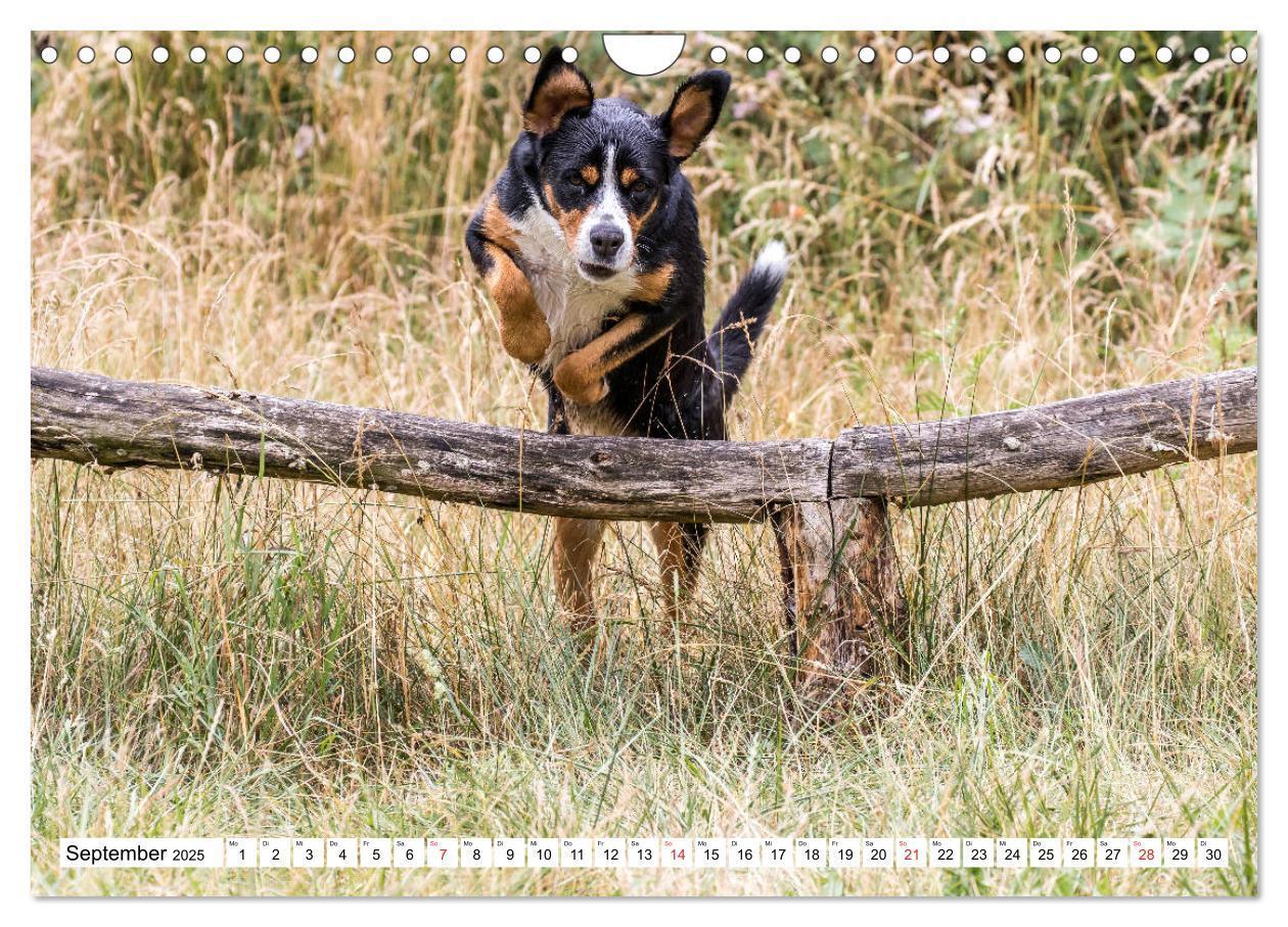 Bild: 9783435333349 | Großer Schweizer Sennenhund (Wandkalender 2025 DIN A4 quer),...