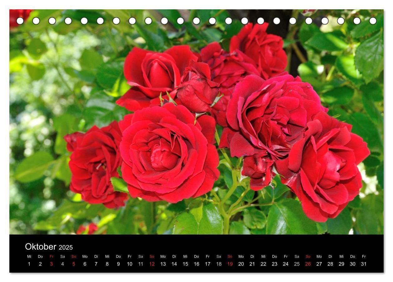 Bild: 9783435800469 | Baden bei Wien - Rosarium (Tischkalender 2025 DIN A5 quer),...