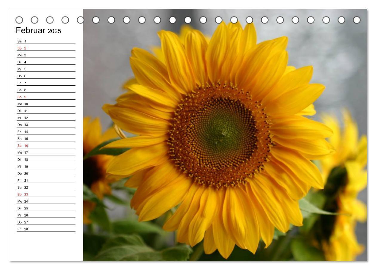 Bild: 9783435537150 | Sonnenblumen Impressionen (Tischkalender 2025 DIN A5 quer),...