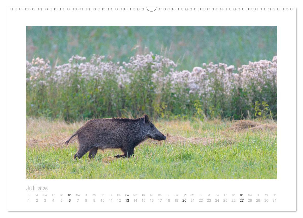 Bild: 9783383947681 | Wildschweine ¿ Wildlife Fotografien (Wandkalender 2025 DIN A2...