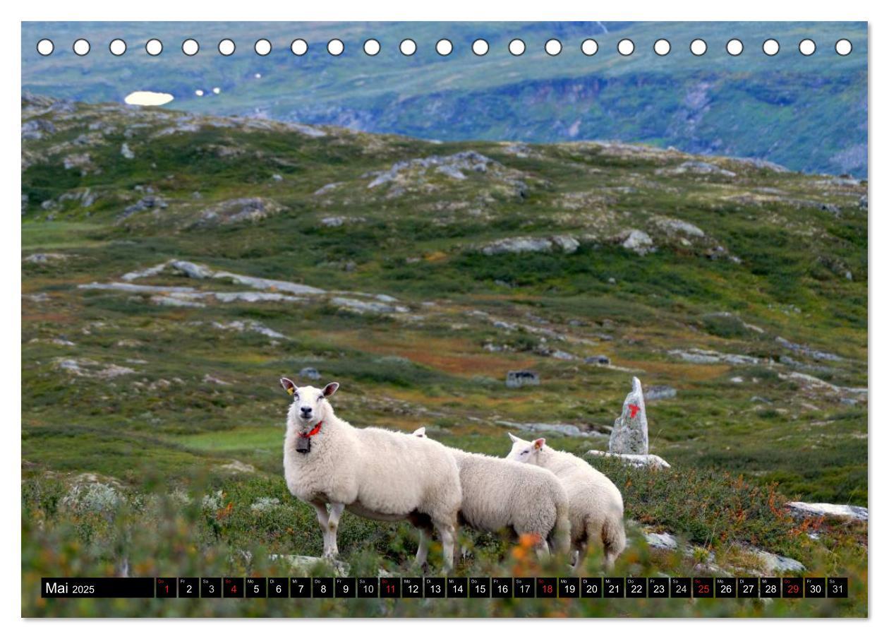 Bild: 9783435730872 | Streifzug durch Norwegens Hardangervidda (Tischkalender 2025 DIN A5...