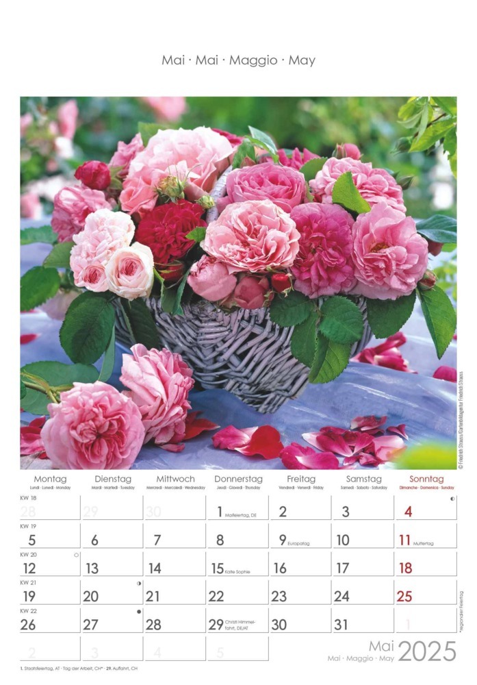 Bild: 4251732340995 | Alpha Edition - Rosenträume 2025 Bildkalender, 23,7x34cm,...