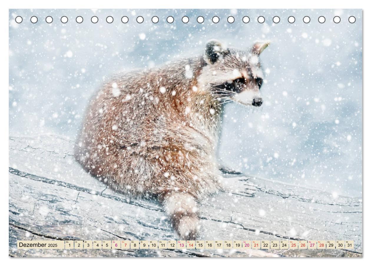 Bild: 9783435333868 | Waschbär - Niedlicher Allesfresser (Tischkalender 2025 DIN A5...