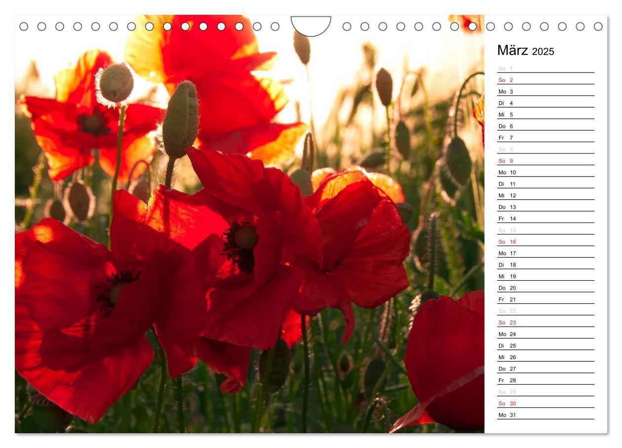 Bild: 9783435218646 | Ein Traum von Mohn (Wandkalender 2025 DIN A4 quer), CALVENDO...