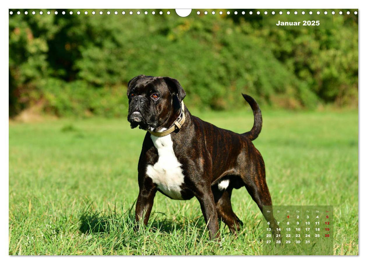 Bild: 9783435179558 | Einmal Boxer - immer Boxer (Wandkalender 2025 DIN A3 quer),...