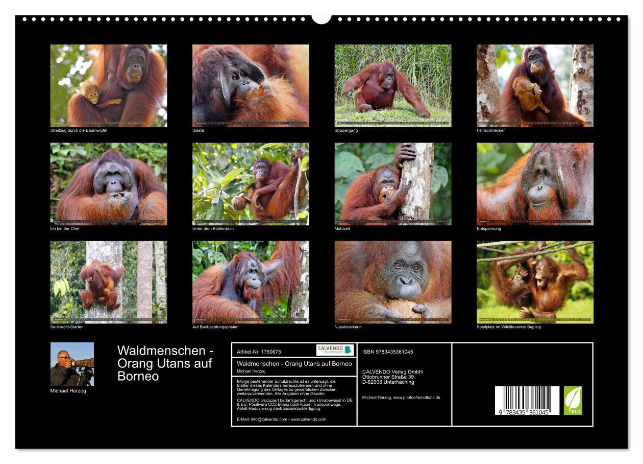 Bild: 9783435361045 | Waldmenschen - Orang Utans auf Borneo (hochwertiger Premium...