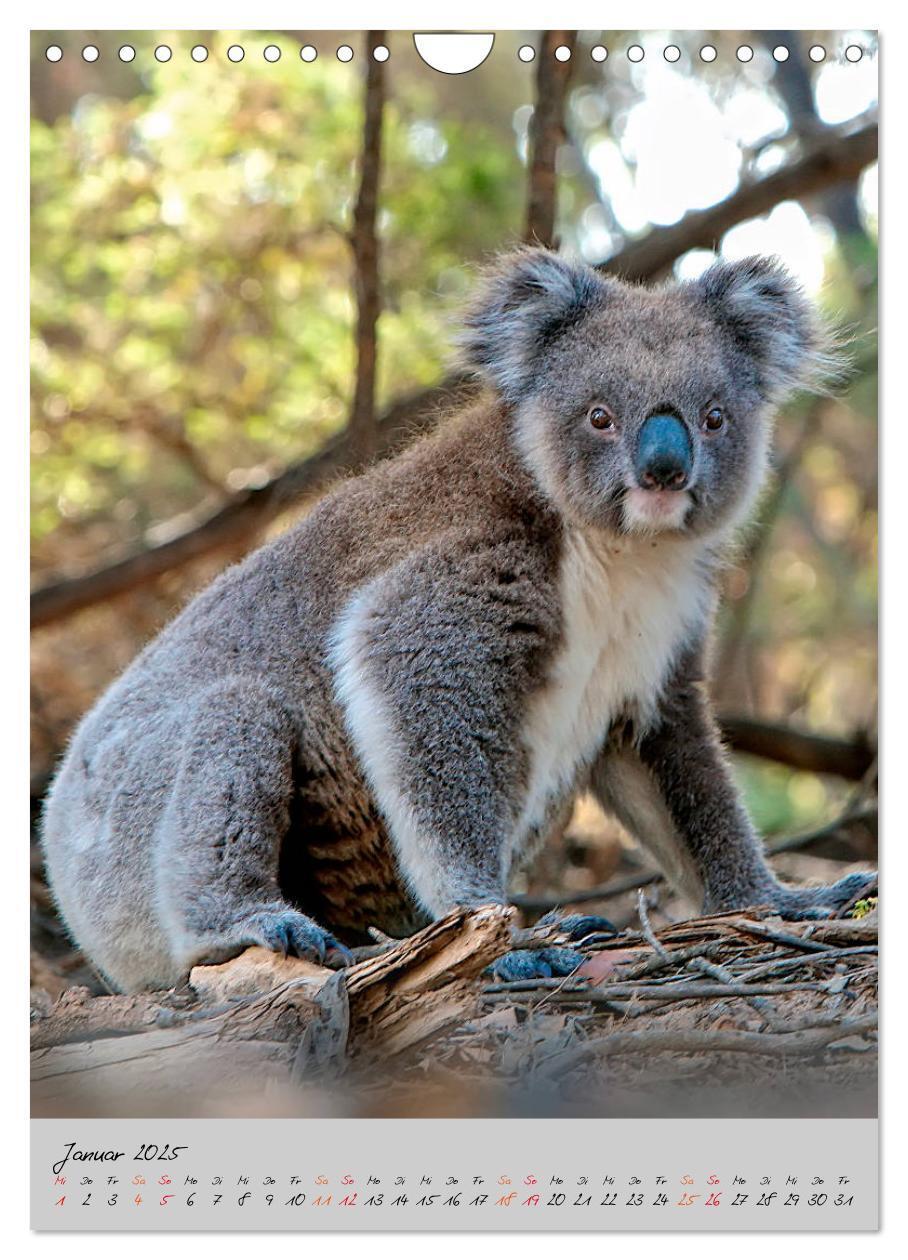 Bild: 9783435950577 | Koala, kleiner Bär (Wandkalender 2025 DIN A4 hoch), CALVENDO...