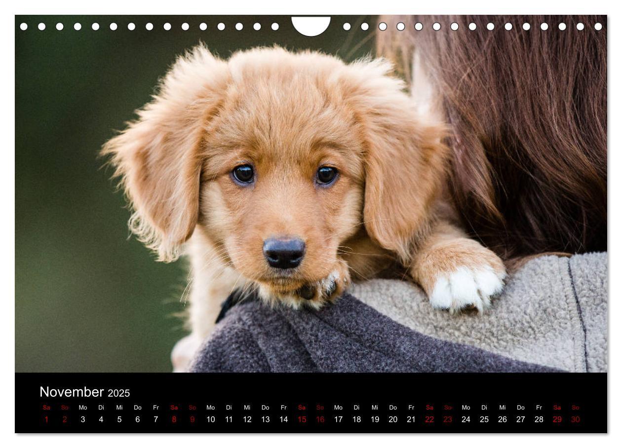 Bild: 9783435392919 | Toller - Nova Scotia Duck Tolling Retriever (Wandkalender 2025 DIN...