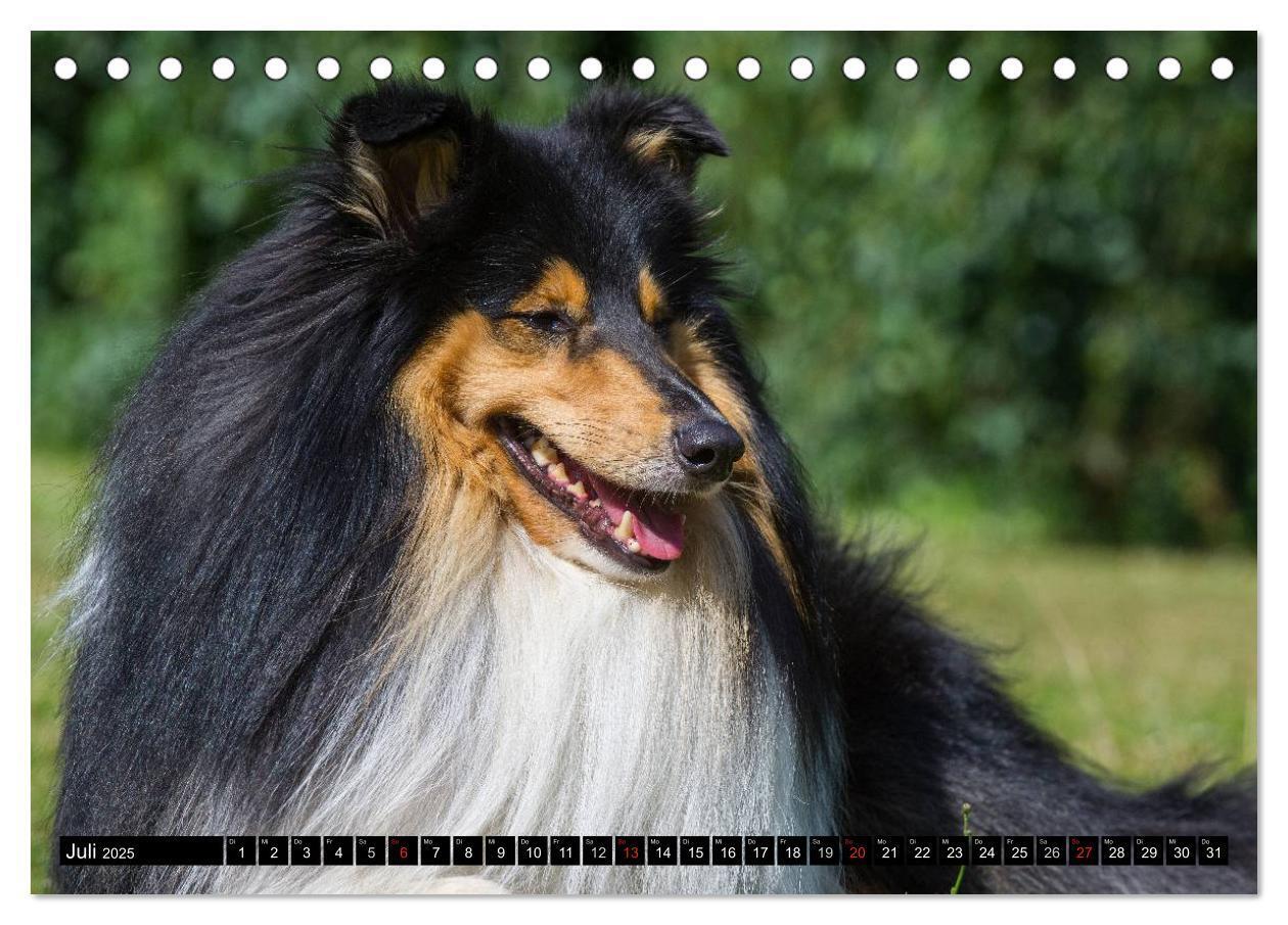 Bild: 9783435568147 | Collie - Mein bester Freund (Tischkalender 2025 DIN A5 quer),...