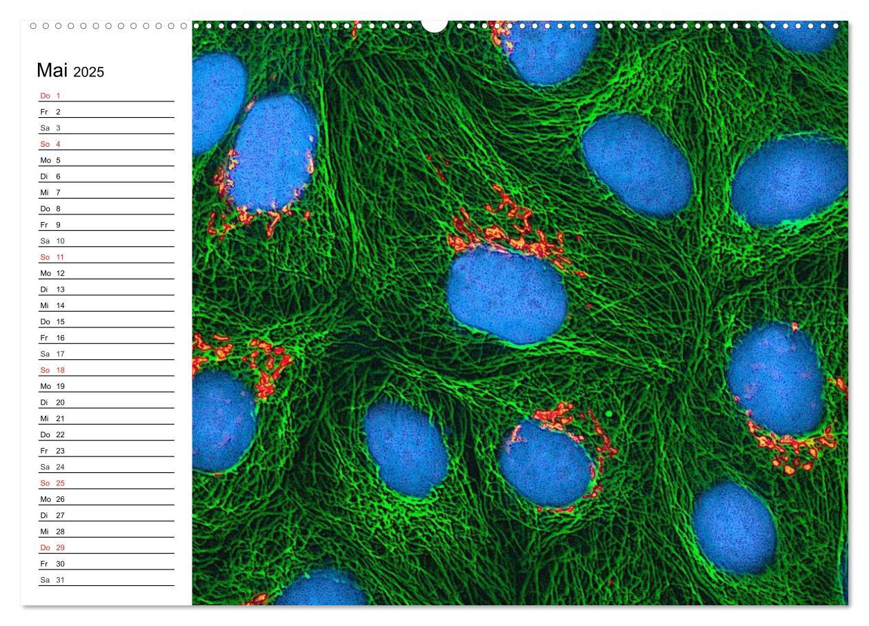 Bild: 9783435482962 | Mikrobiologie. Mikroorganismen, Genetik und Zellen (Wandkalender...