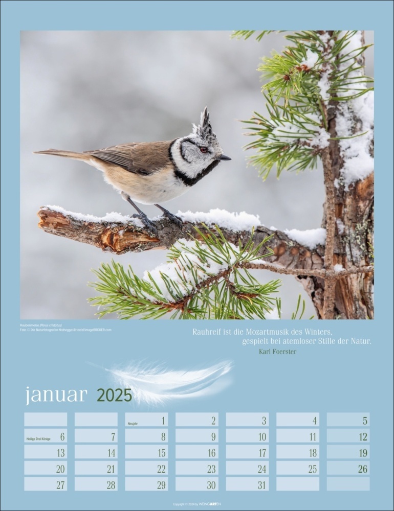 Bild: 9783839900710 | Heimische Vögel Kalender 2025 | Kalender | Spiralbindung | 14 S.