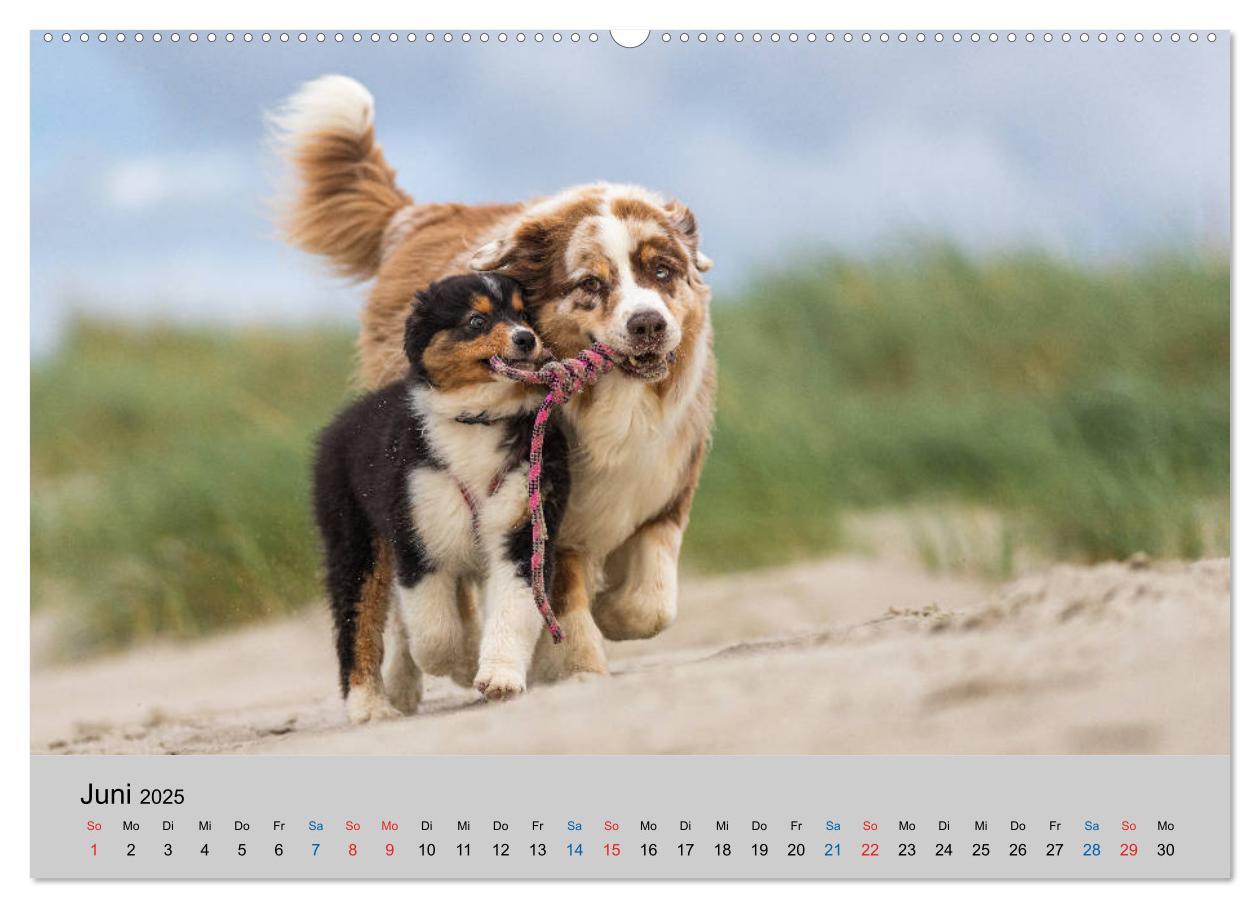 Bild: 9783435150748 | Australian Shepherd Welpen 2025 (Wandkalender 2025 DIN A2 quer),...